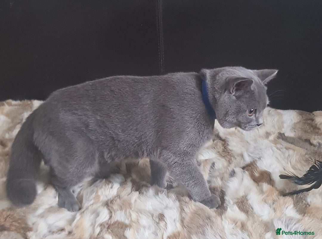 British Shorthair cats for sale: Pure Pedigree BSH kittens ( Male) - Advert 2