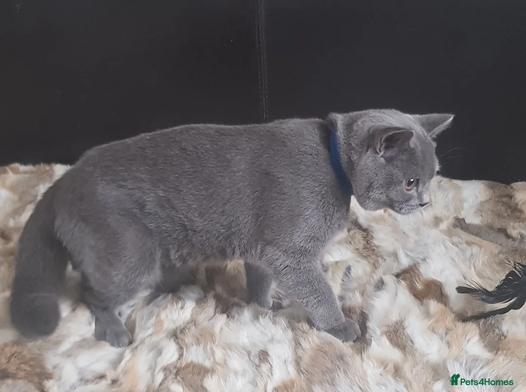 British Shorthair cats for sale: Pure Pedigree BSH kittens ( Male) - Advert 2