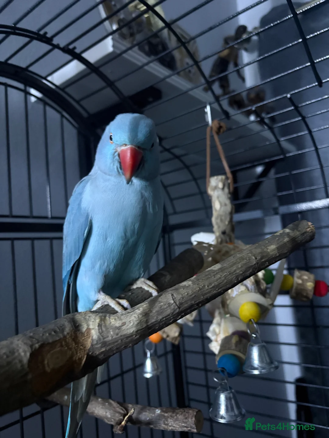 Ringnecks birds for sale: Blue Indian ringneck in Cardiff - Advert 1