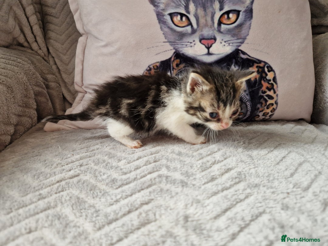 Mixed Breed cats for sale: Calico kittens. 1 girl 1 boy left - Image 5
