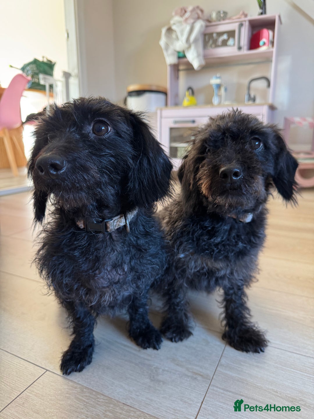 Mixed Breed dogs for sale: Dachshund x Toypoodles - Image 1