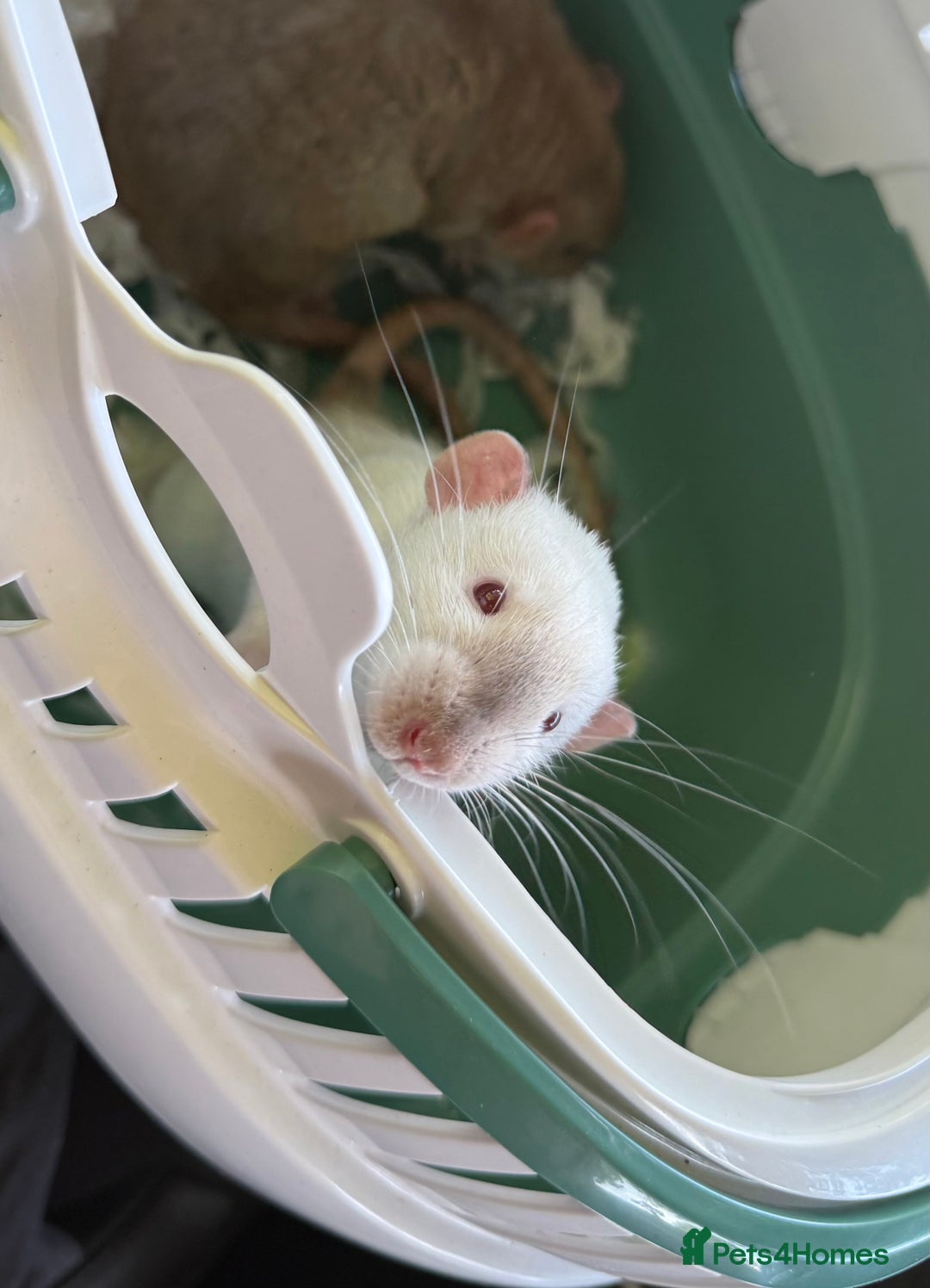 Rat rodents for sale: 4 Male Rats with cages  - Image 3
