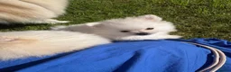 Pomeranian dogs for sale: White male baby Pomeranians  - Advert 17