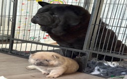 Chow Chow dogs for sale: Quality chow chow pups - Image 21