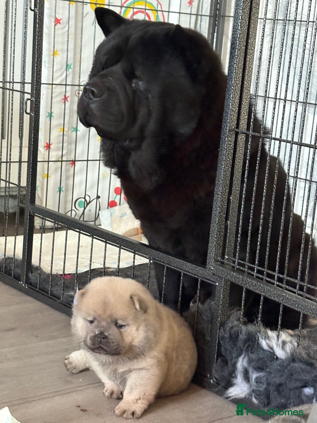 Chow Chow dogs for sale: Quality chow chow pups - Image 21