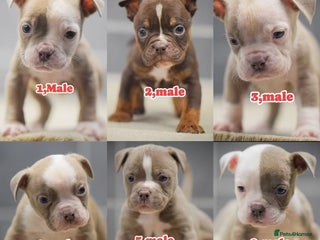 Old Tyme Bulldog dogs 5⭐️RATED COUNCIL APPROVED💥LICENSED 23 YEAR EXPERT - Advert 5