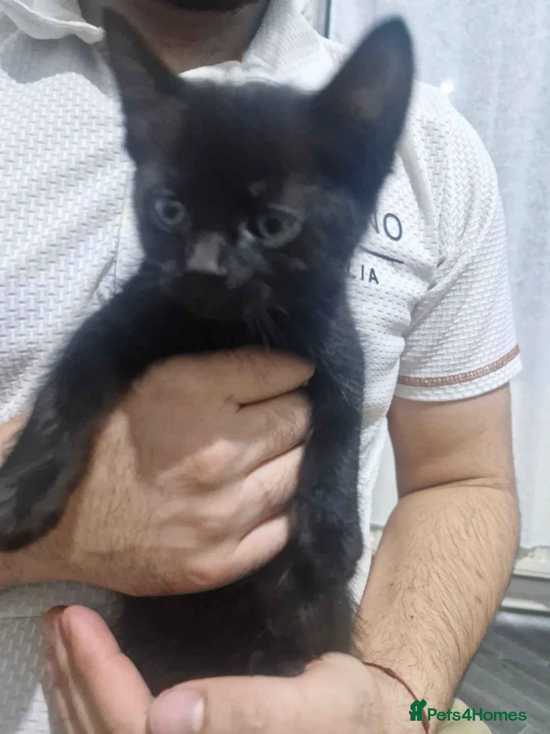 American Shorthair cats for sale: American shorhair kittens - Advert 5