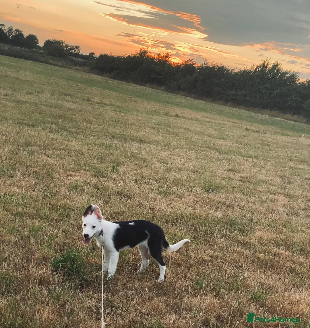 Border Collie dogs for sale: Alaska  - Advert 2