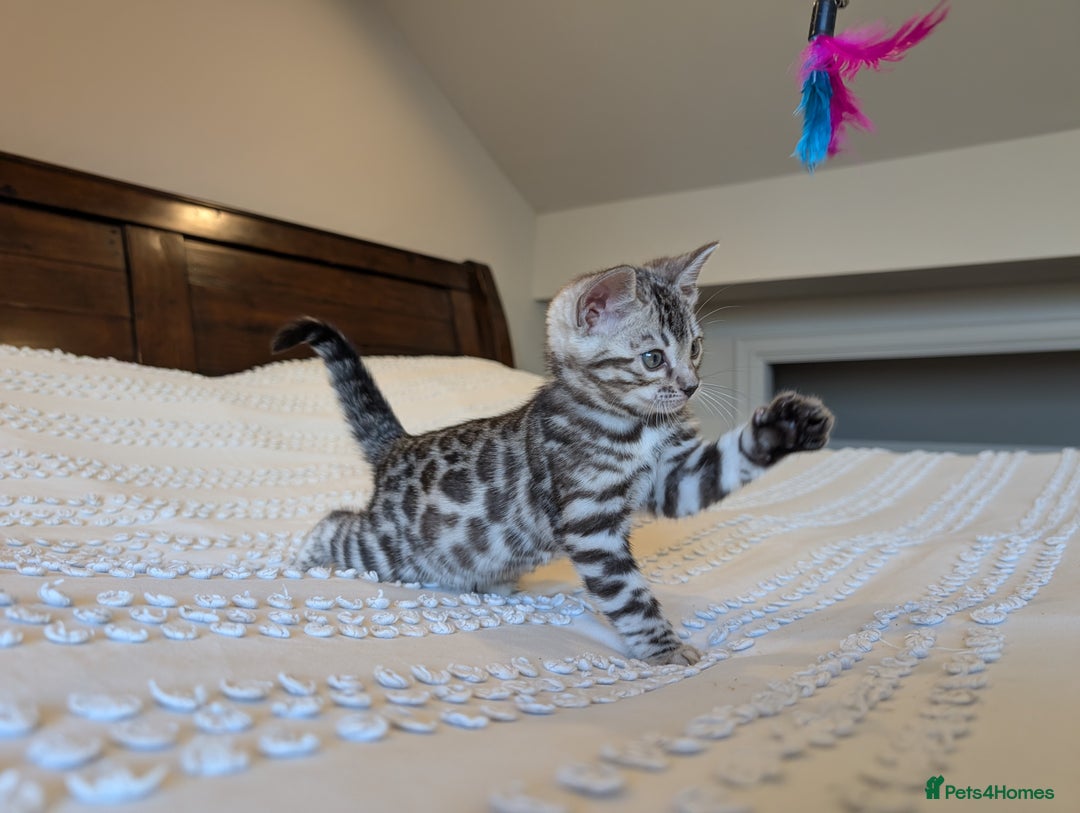 Bengal cats for sale: 🤍🩶🖤 Beautiful Bengal Kittens 🖤🩶🤍 - Image 21