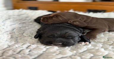 Cocker Spaniel dogs - Advert 10