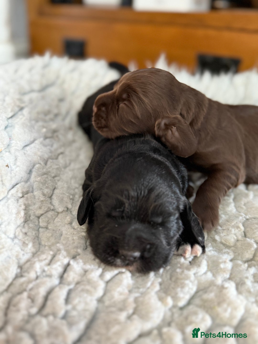 Cocker Spaniel dogs for sale: KC health tested cocker spaniel puppies  - Image 3