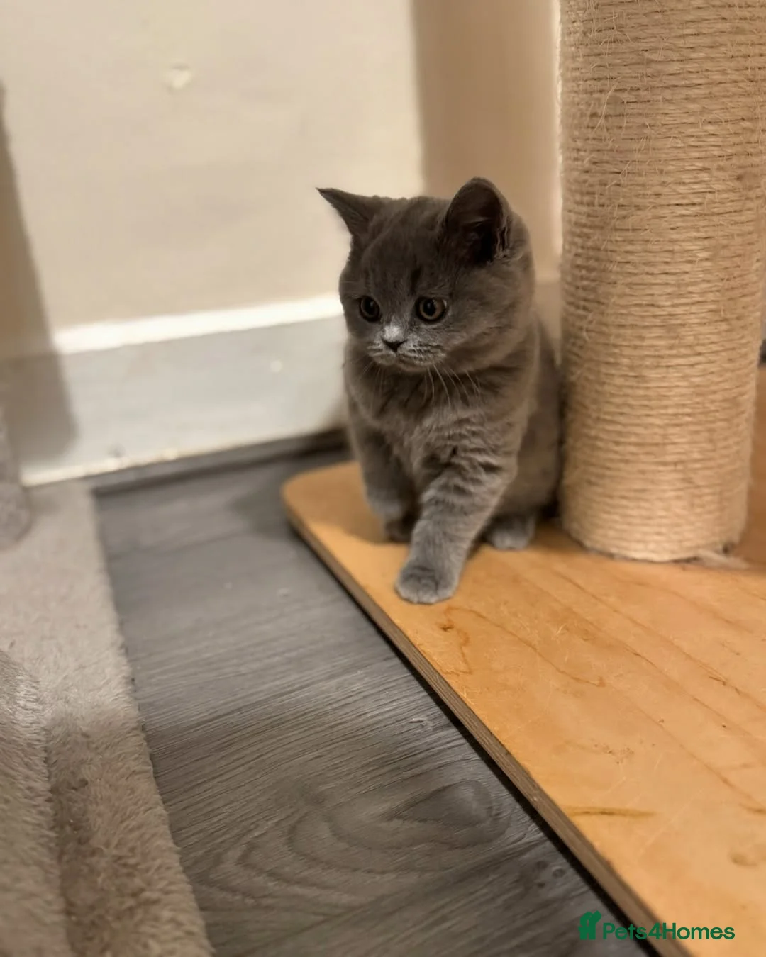 British Shorthair cats for sale: Adorable British Shorthair Kittens  - Advert 7