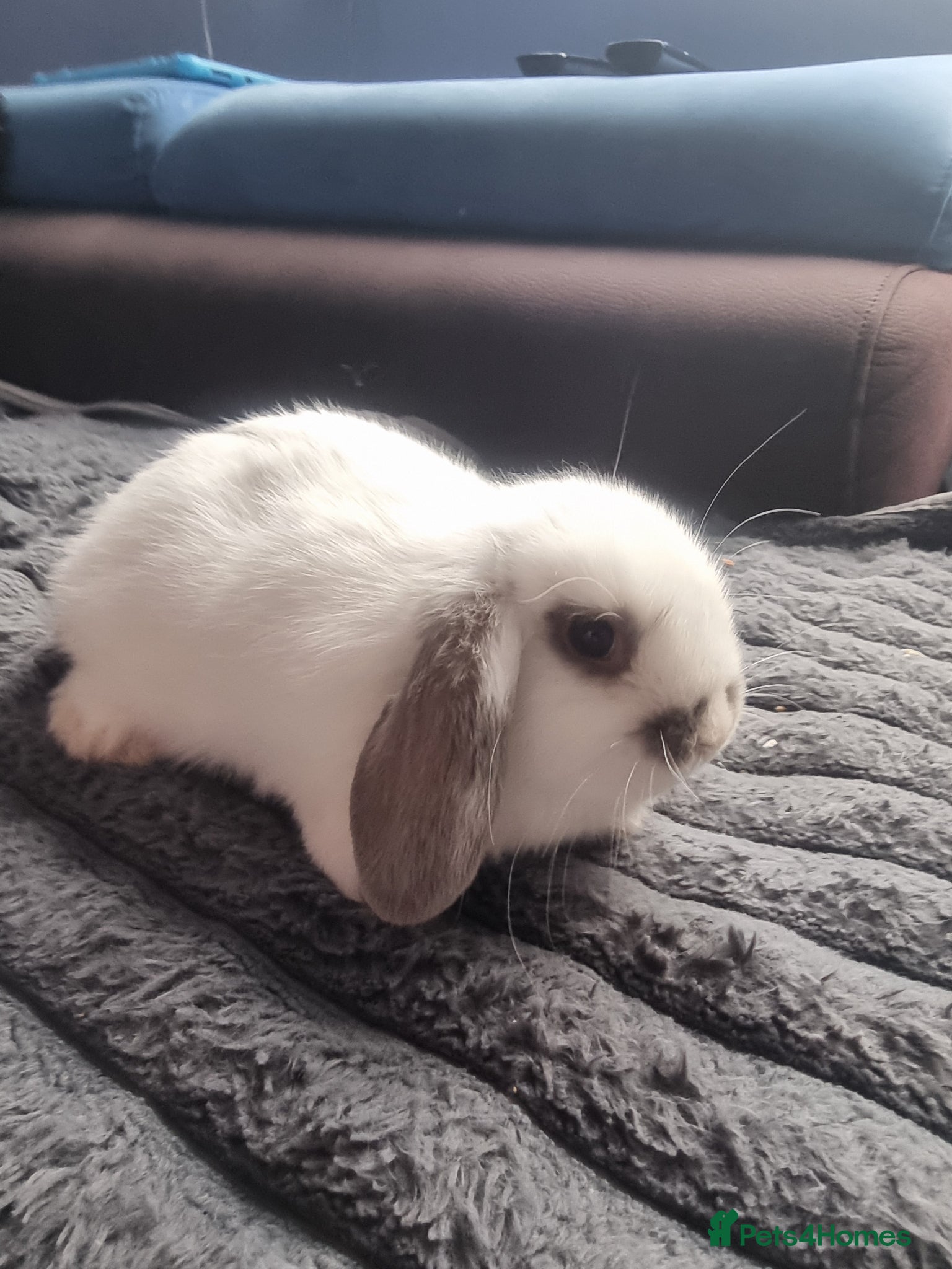 Mini Lion Lop rabbits Baby mix mini lop lion head  - Advert 1