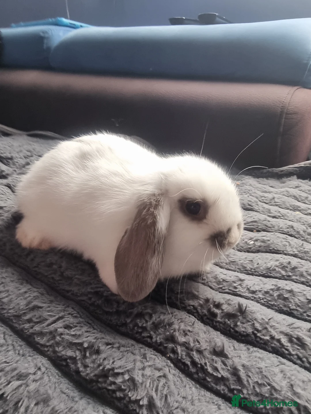 Mini Lion Lop rabbits for sale: Baby mix mini lop lion head  in Shrewsbury - Advert 1