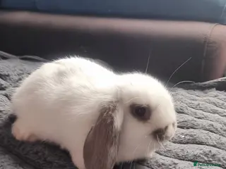 Mini Lion Lop rabbits Baby mix mini lop lion head - Advert 4