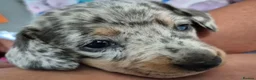 Miniature Dachshund dogs for sale: 2 beautiful miniature dachshund pups - Advert 12