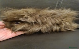 Guinea Pig rodents for sale: Long haired Peruvian-cross baby boys - Image 8