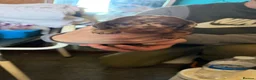Miniature Dachshund dogs for sale: 4 beautiful short haired miniature dachshunds  - Advert 7