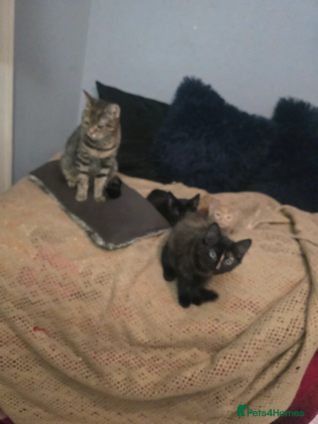 Mixed Breed cats for sale: Kittens for sale  - Advert 5