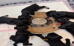 Miniature Schnauzer dogs for sale: Adorable KC registered Miniature Schnauzers - Image 30