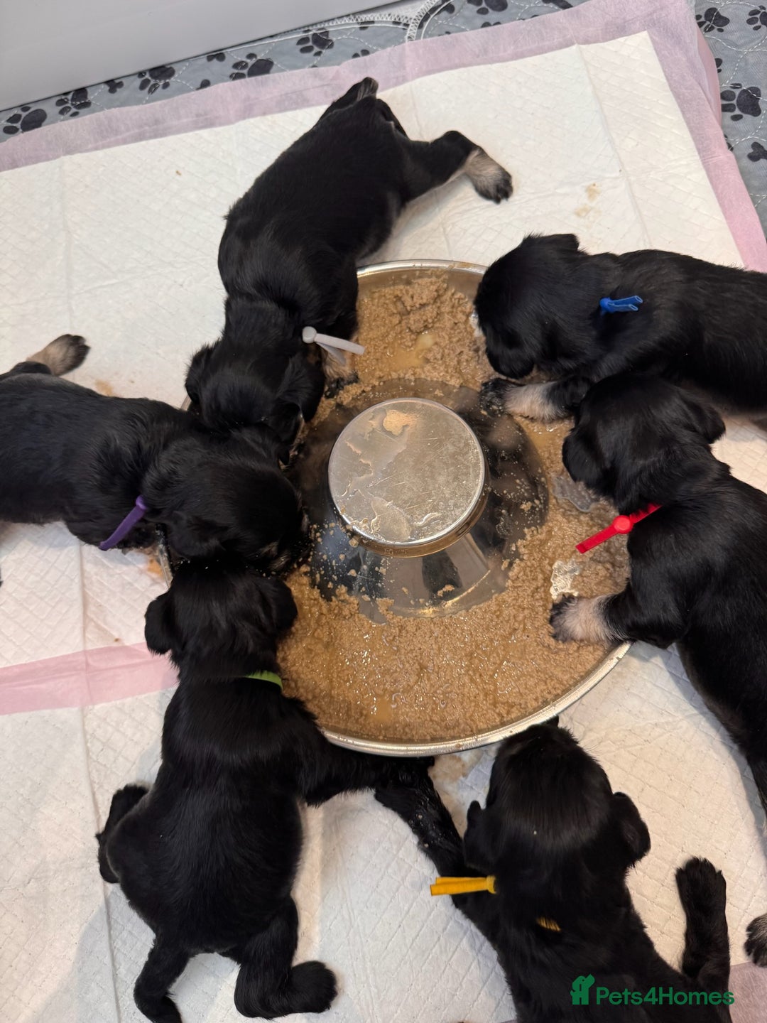 Miniature Schnauzer dogs for sale: Adorable KC registered Miniature Schnauzers - Image 30