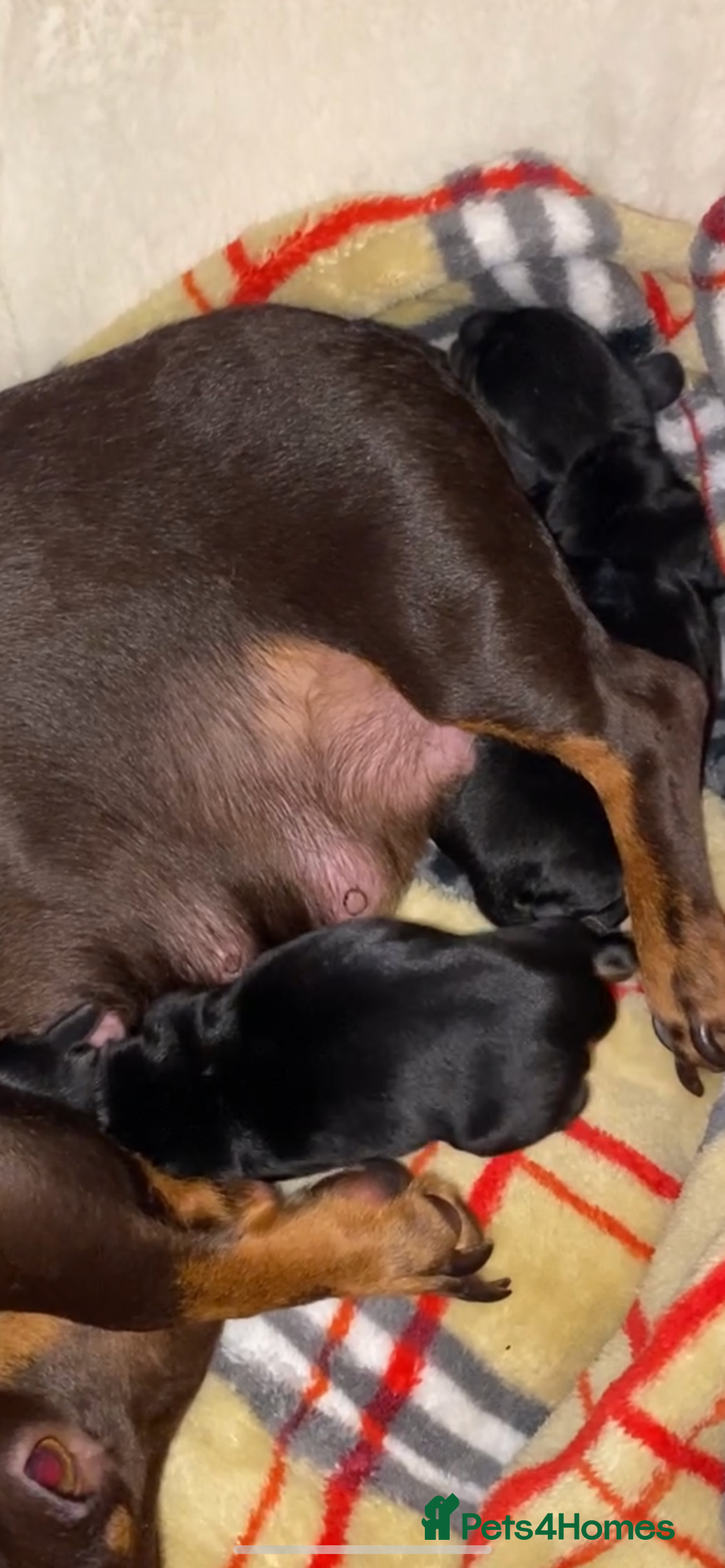 Miniature Dachshund dogs for sale: Minature dachsund puppies - Advert 3