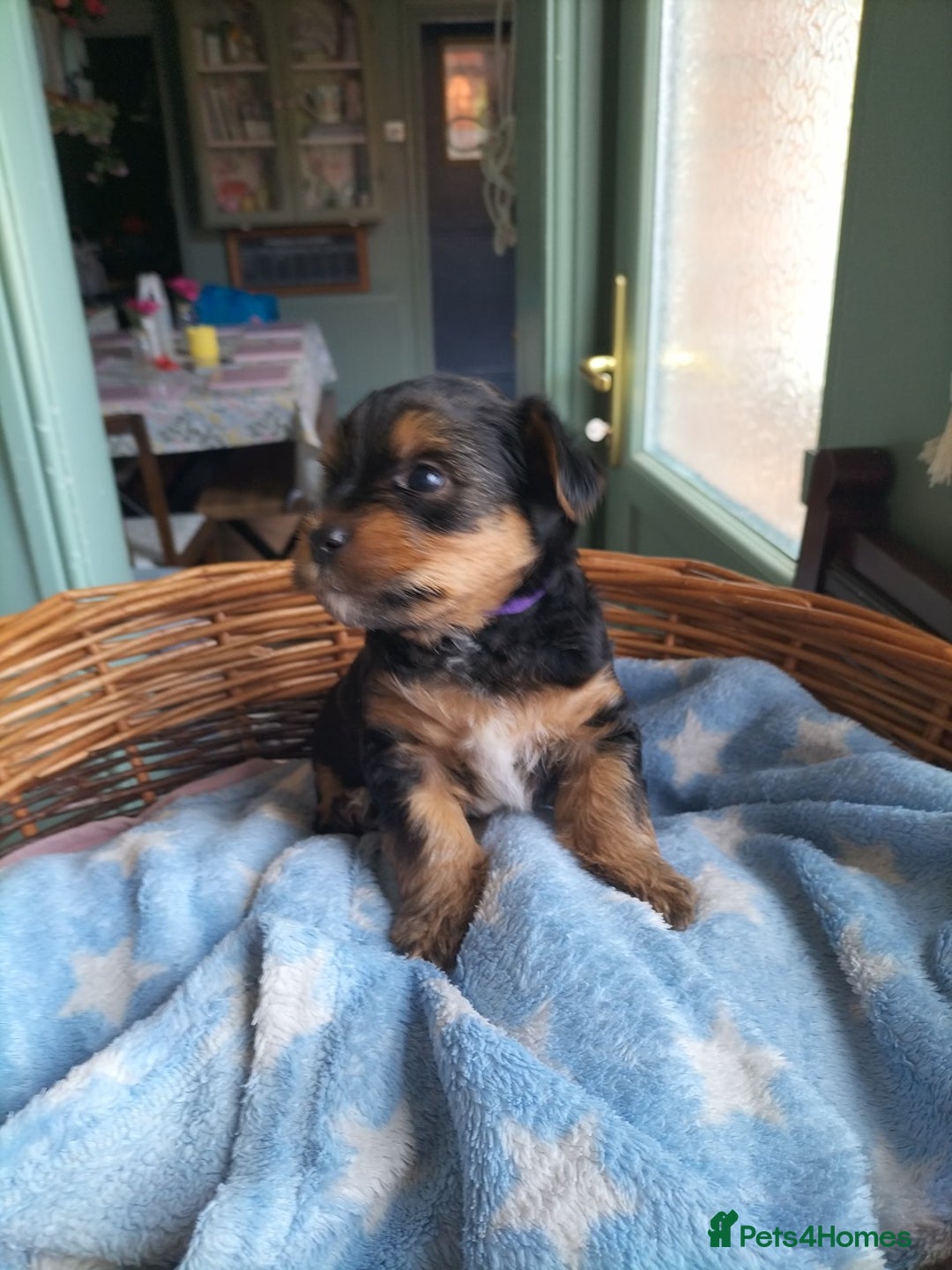 Yorkshire Terrier dogs for sale: Yorkshire terrier pups for sale - Image 12