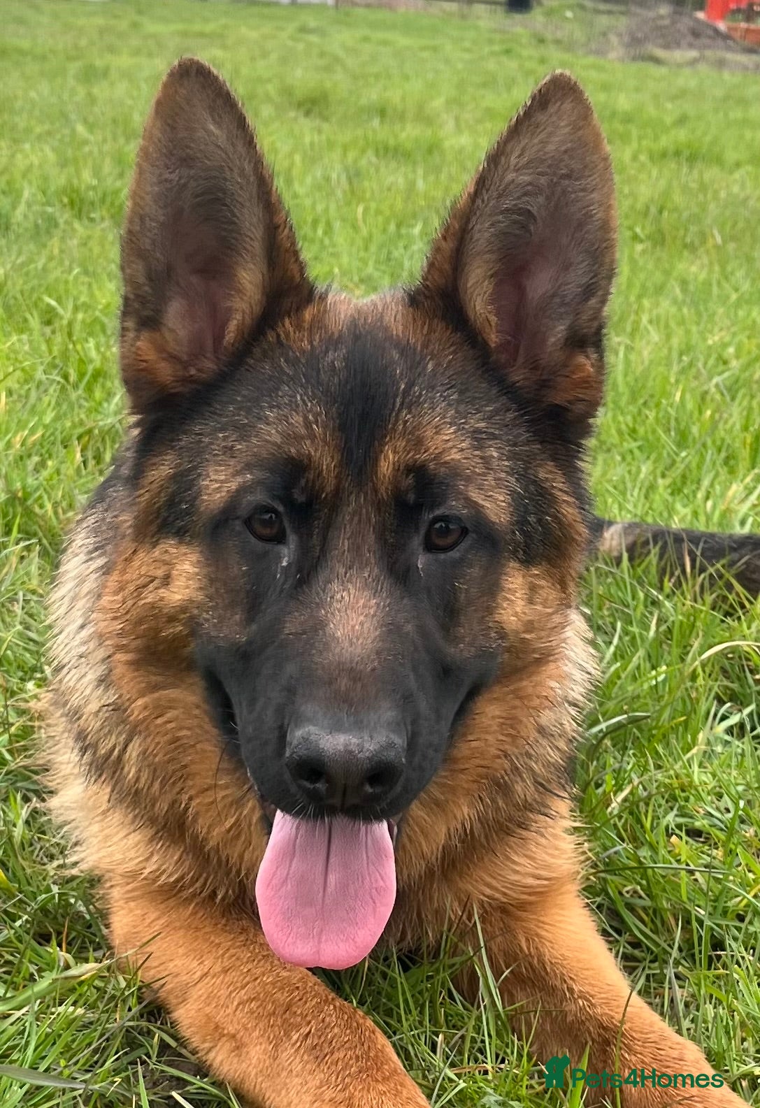 German Shepherd dogs Outstanding Vomkonstanz German Shepherd Litter  - Advert 16