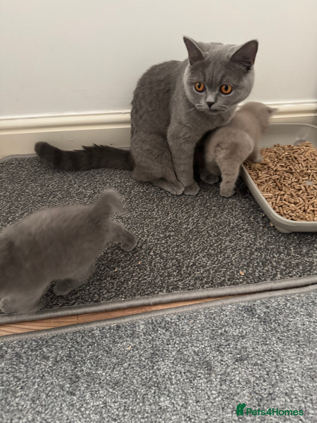 British Shorthair cats for sale: 🧶🇬🇧BSH blue &lilac boys 💎GCCF,ready November  - Image 6
