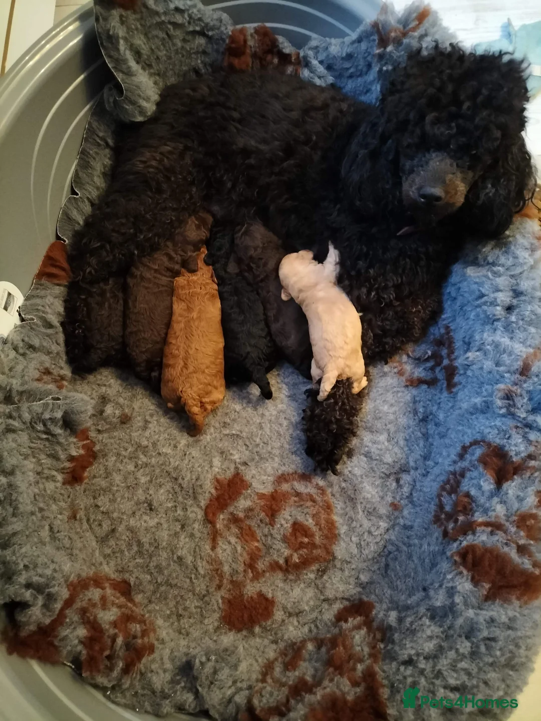 Miniature Poodle dogs for stud: Kc chocolate miniature poodle in Wakefield - Advert 11