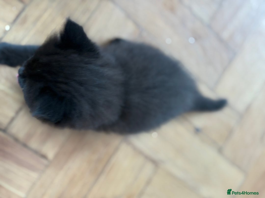 Maine Coon cats for sale: 1/2 Maine Coon kittens - Cardiff - Image 4