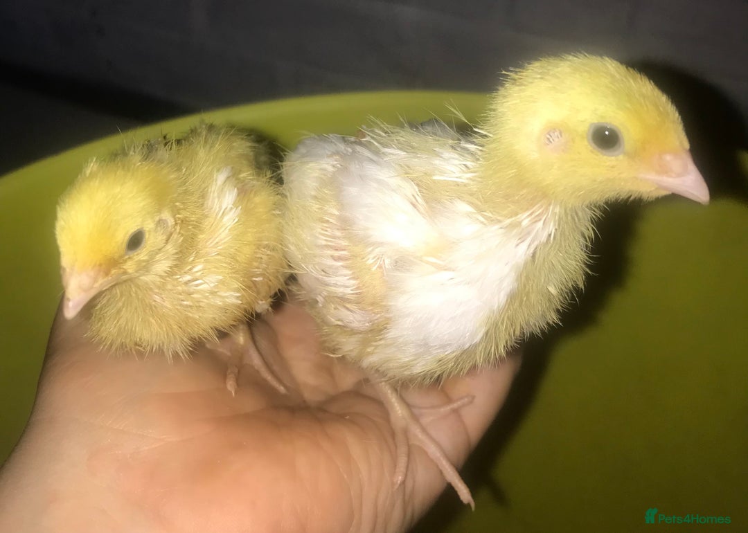 Quail poultry for sale: JUMBO QUAIL CHICKS & SEXED JUMBOS ! - Image 20