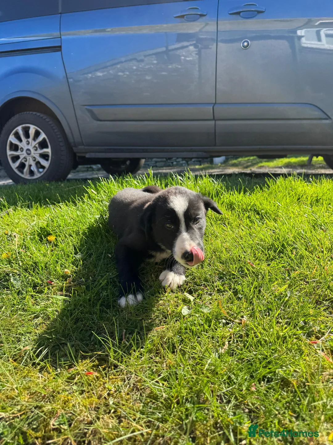Border Collie dogs for sale: 1 beautiful male border collie pup  - Advert 2