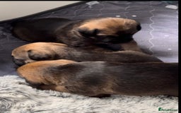 Border Terrier dogs for sale: Slem clear KC Registered  Border Terriers  - Image 9