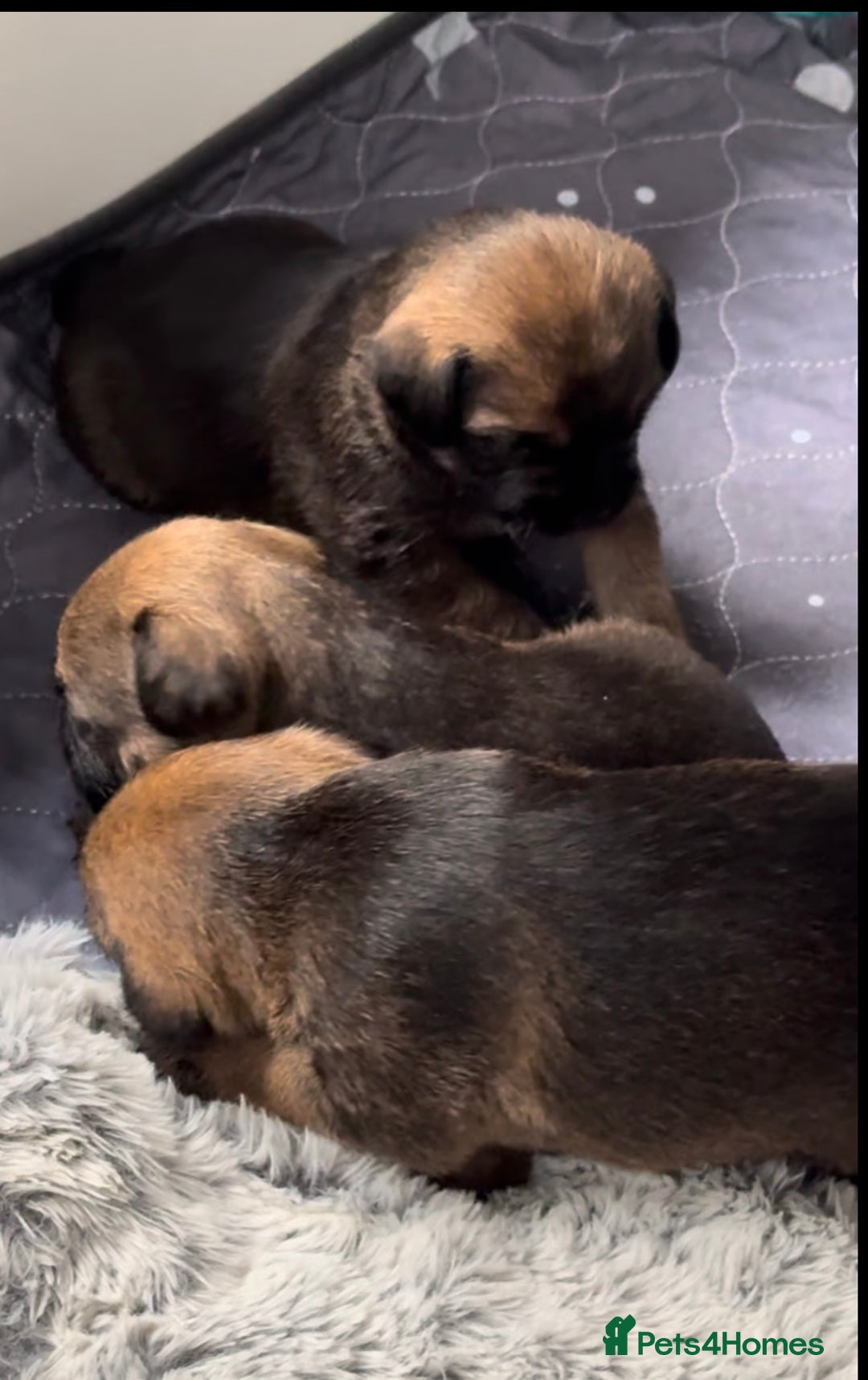 Border Terrier dogs for sale: Slem clear KC Registered  Border Terriers  - Image 9