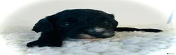 Cockapoo dogs for sale: F1b cockerpoos available to reserve  - Advert 24