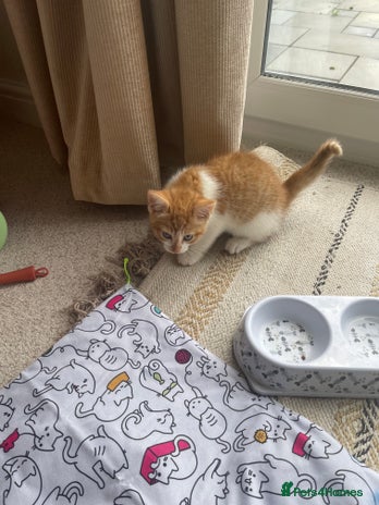 Mixed Breed cats - Advert 1