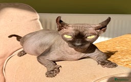 Sphynx cats for sale: Dwelf and Elf kittens - Image 12