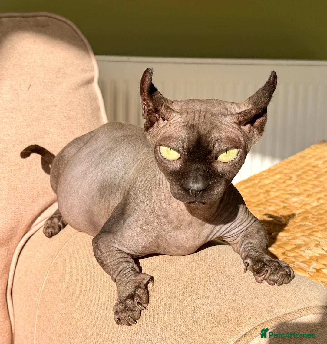 Sphynx cats for sale: Dwelf and Elf kittens - Image 12