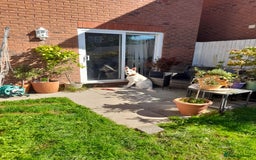 German Shepherd dogs for sale: White German Shepherd  - Image 2
