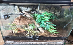 Gecko reptiles for sale: Gecko with viv - Image 2