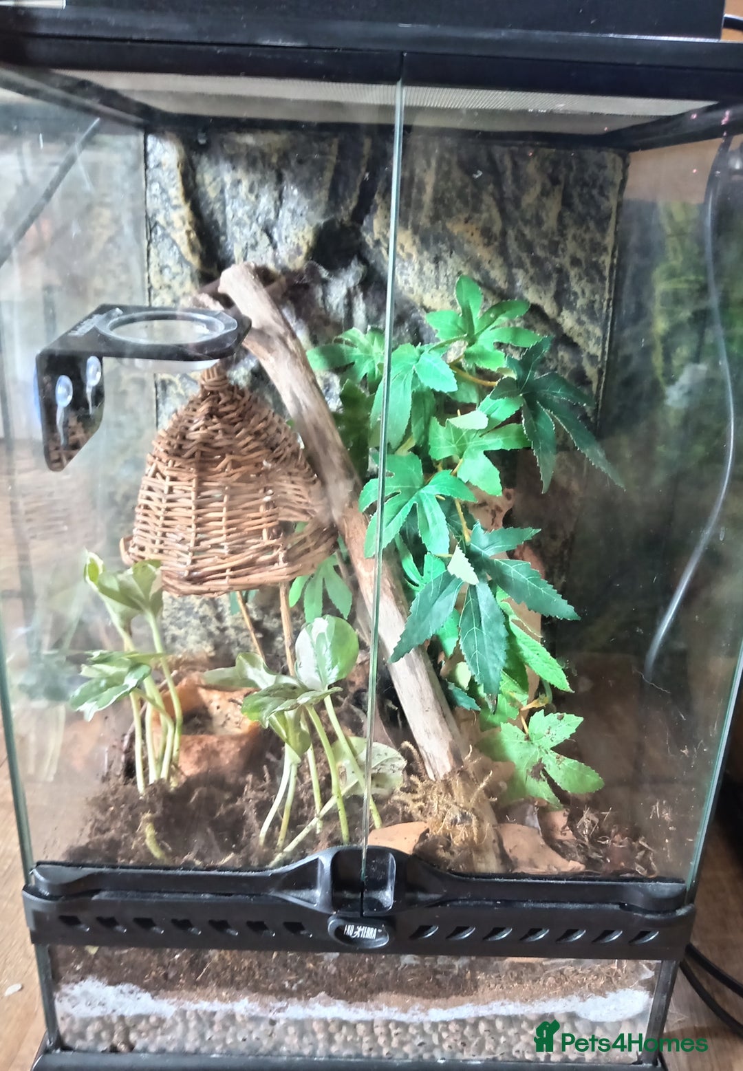 Gecko reptiles for sale: Gecko with viv - Image 2