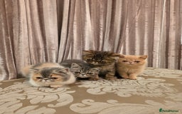 Exotic cats for sale: Super high quality Exotics - TICA reg pedigree - Image 2