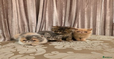 Exotic cats - Advert 7