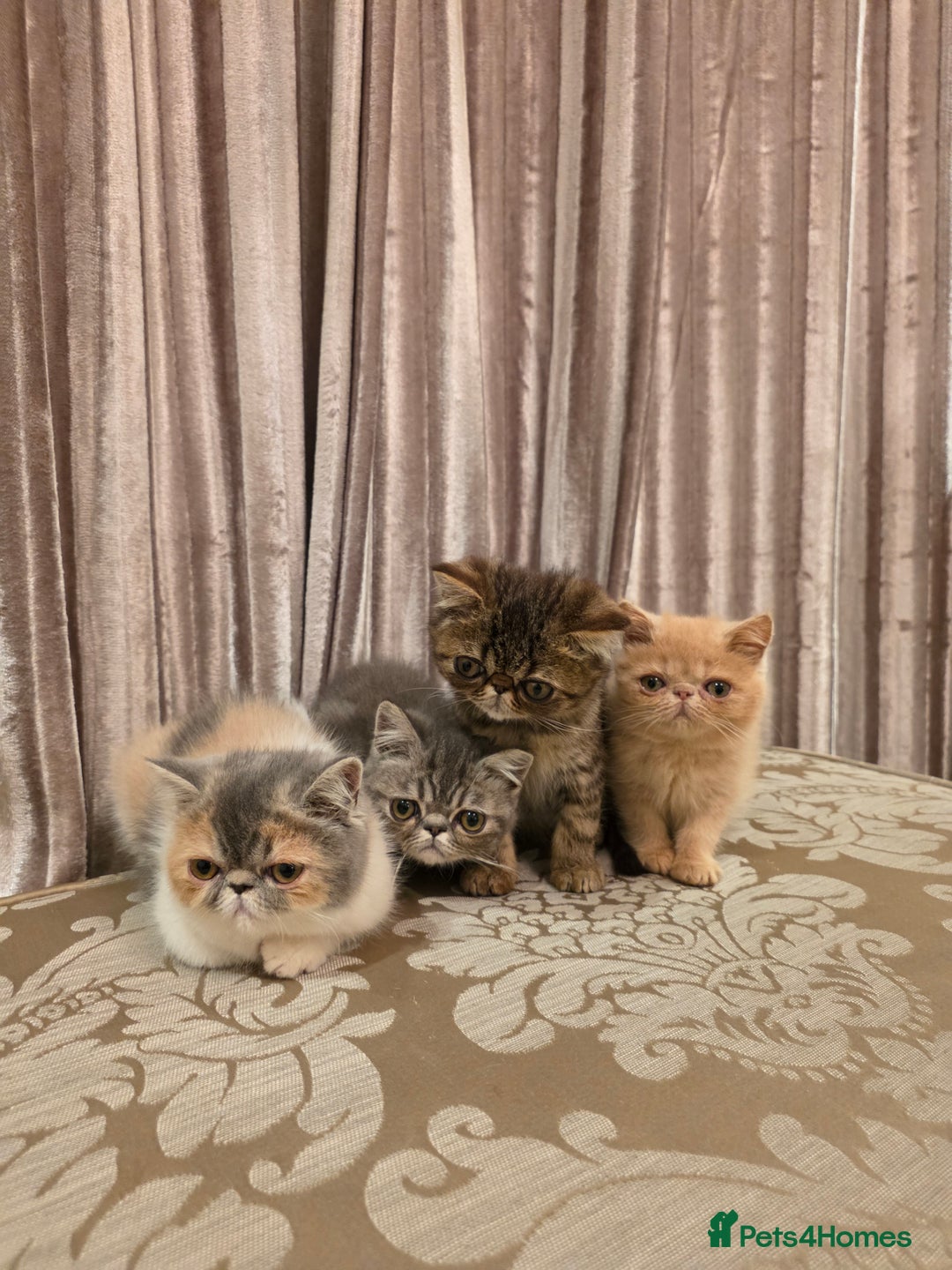 Exotic cats for sale: Super high quality Exotics - TICA reg pedigree - Image 2