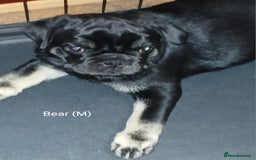 Pug dogs for sale: 4 beautiful Pug puppies for sale. - Image 2