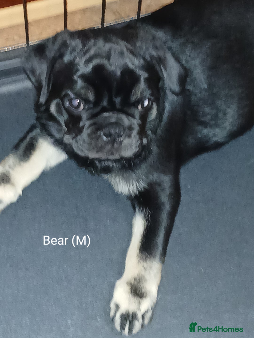 Pug dogs for sale: 4 beautiful Pug puppies for sale. - Image 2