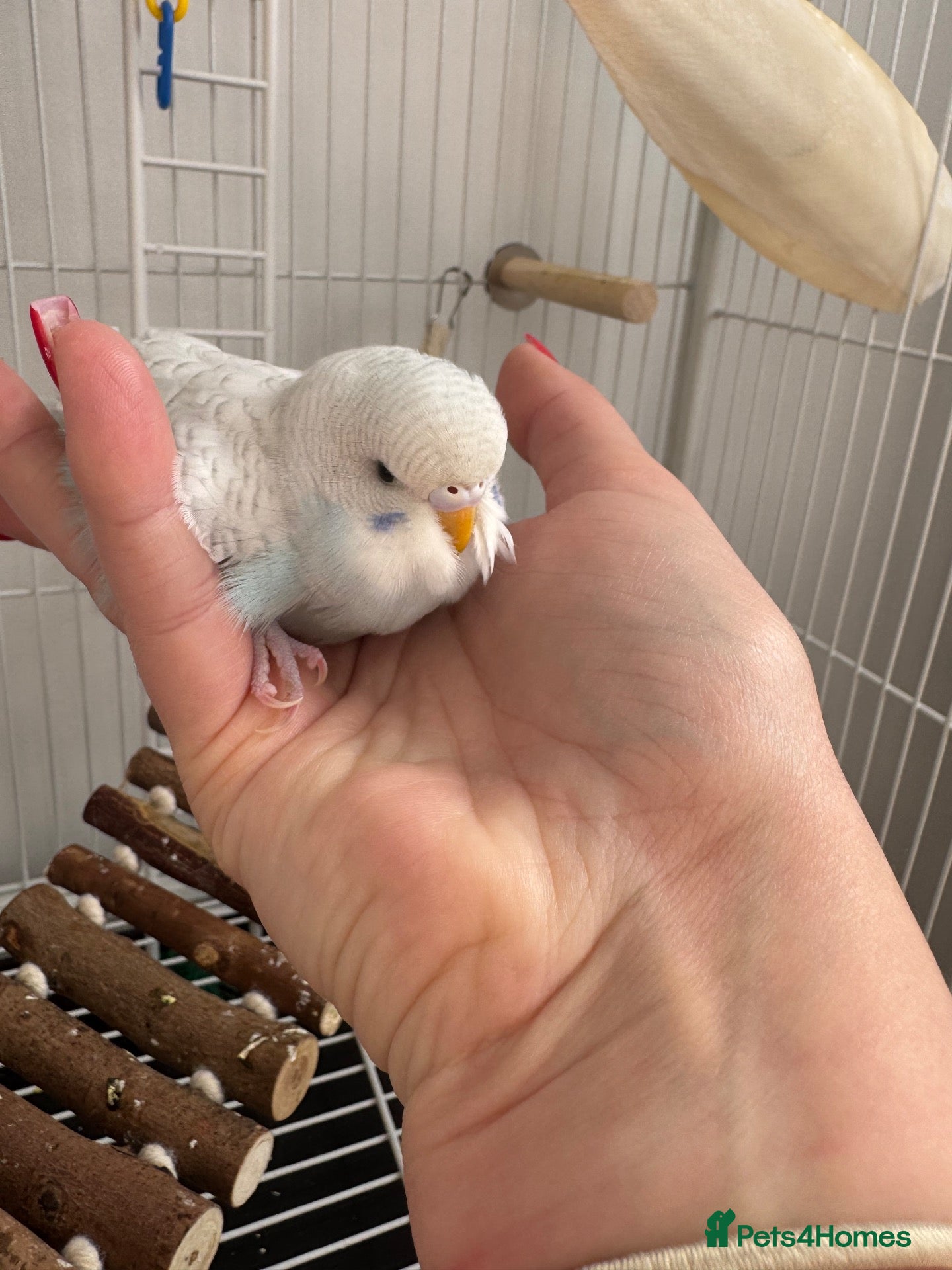 Budgerigars birds for sale: Birds and cage  - Advert 15