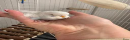 Budgerigars birds for sale: Birds and cage  in Basildon - Advert 1