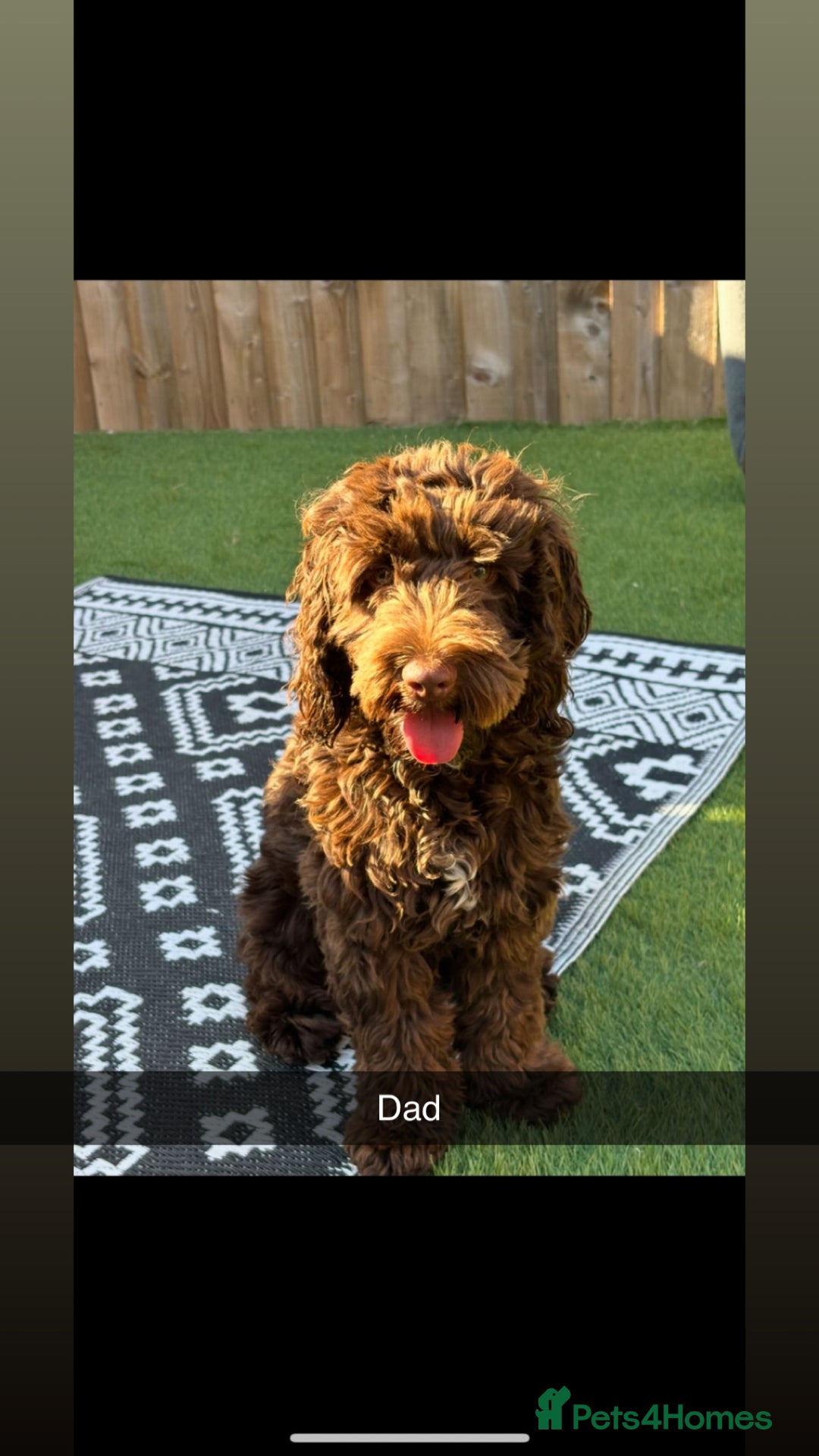 Mixed Breed dogs for sale: Cavapoo puppies  - Advert 7